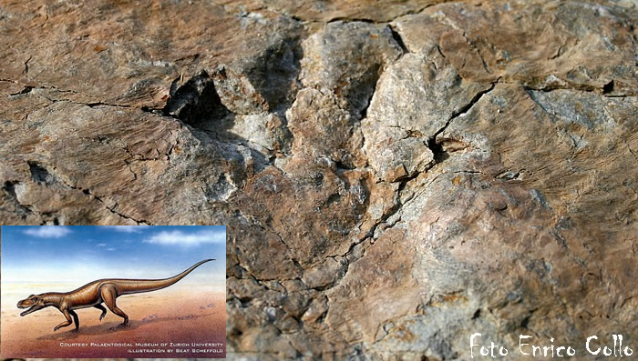impronte dinosauro ticinosuchus dinosauri val maira