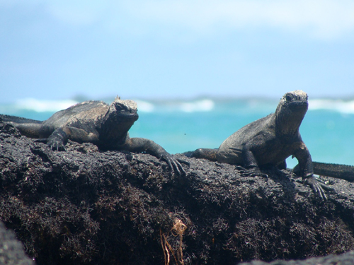 Galapagos
