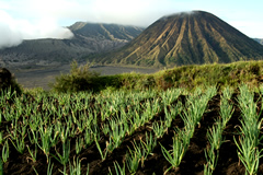 Indonesia viaggi