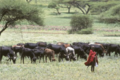 Kenya viaggio
