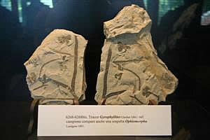 Museo paleontologico Crocefieschi